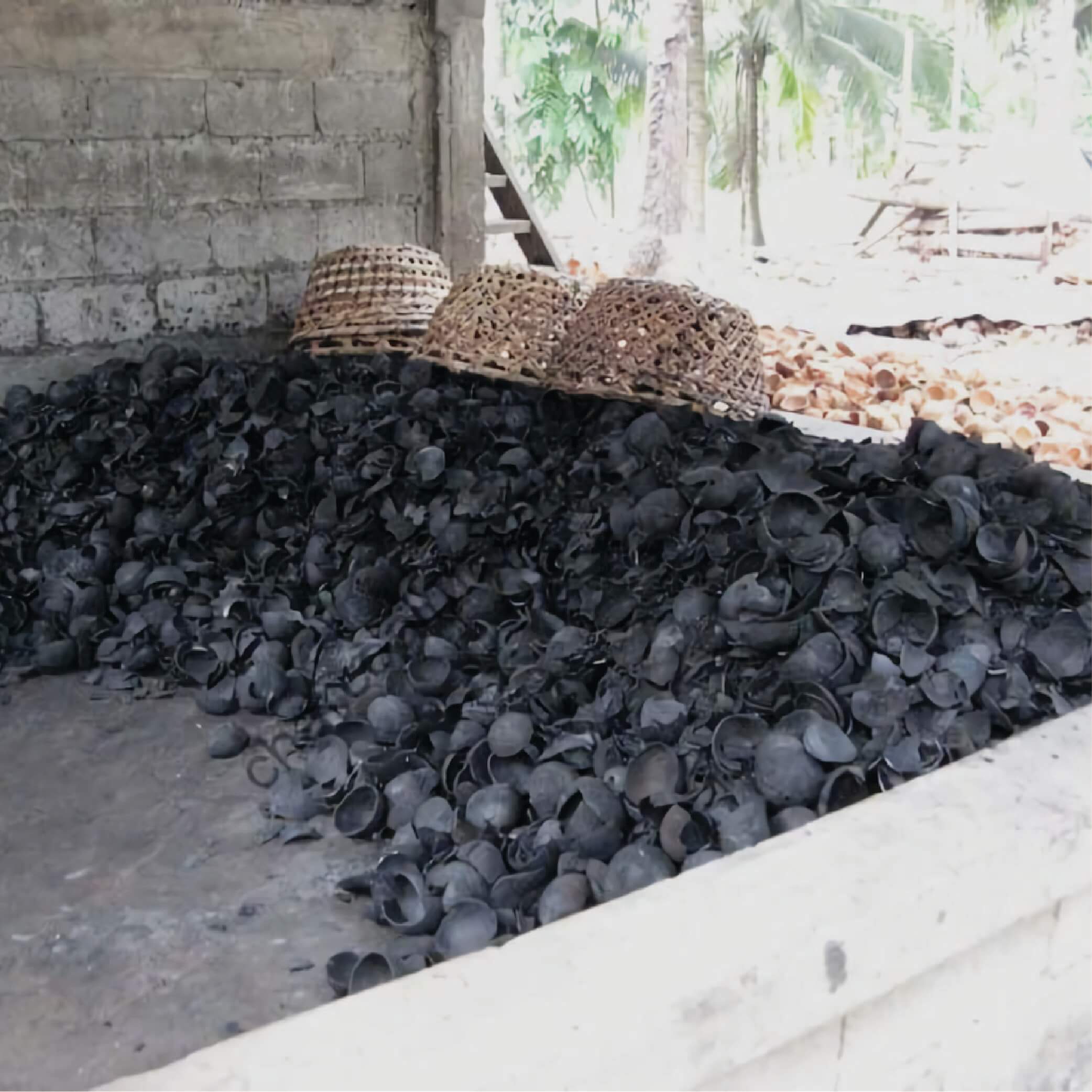 Coconut Charcoal plantations