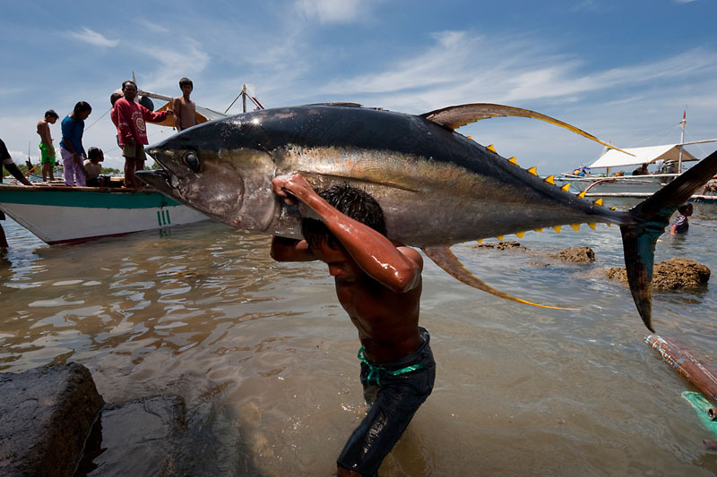 Fresh Tuna