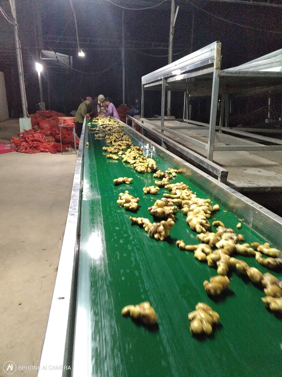 Ginger plantations