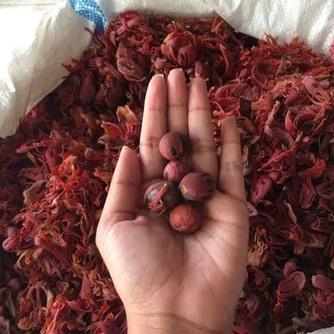 Mace plantations