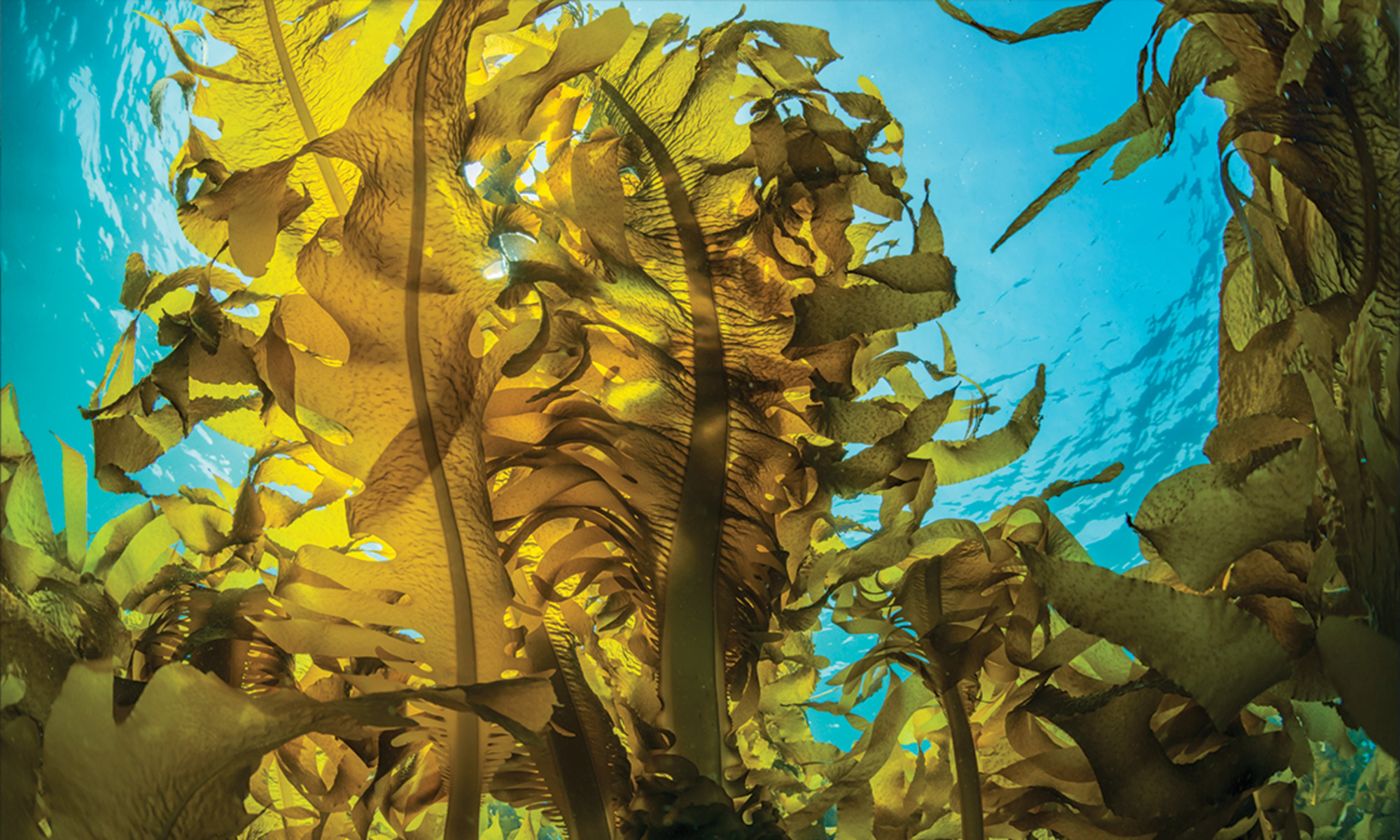 Seaweed